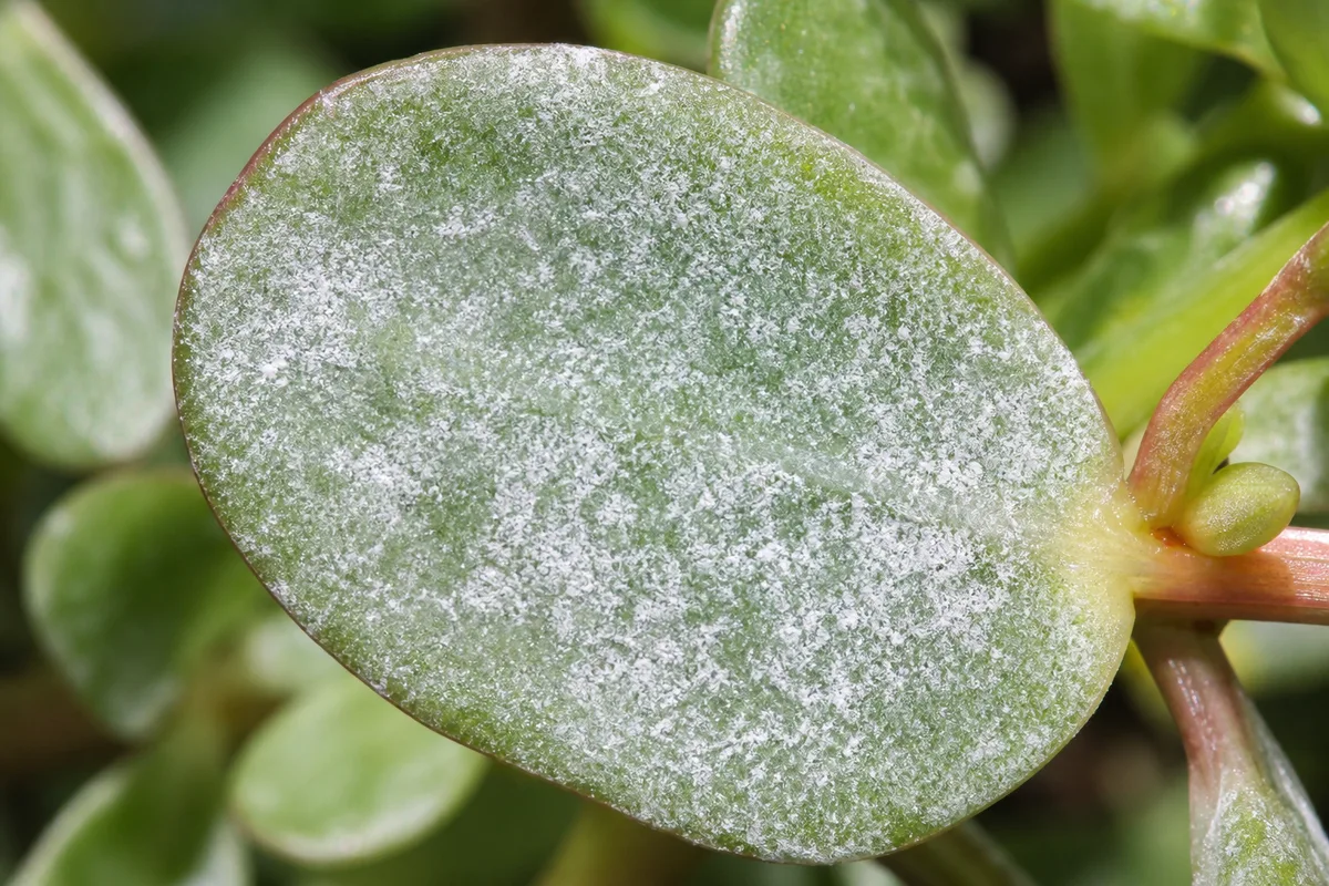 Close-up of Powdery Mildew on Portulaca - diagnostic detail