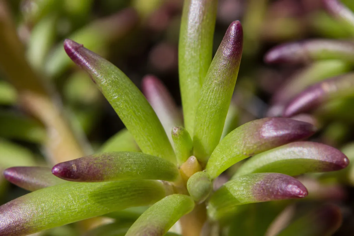 Close-up of Red Leaves on Portulaca - diagnostic detail