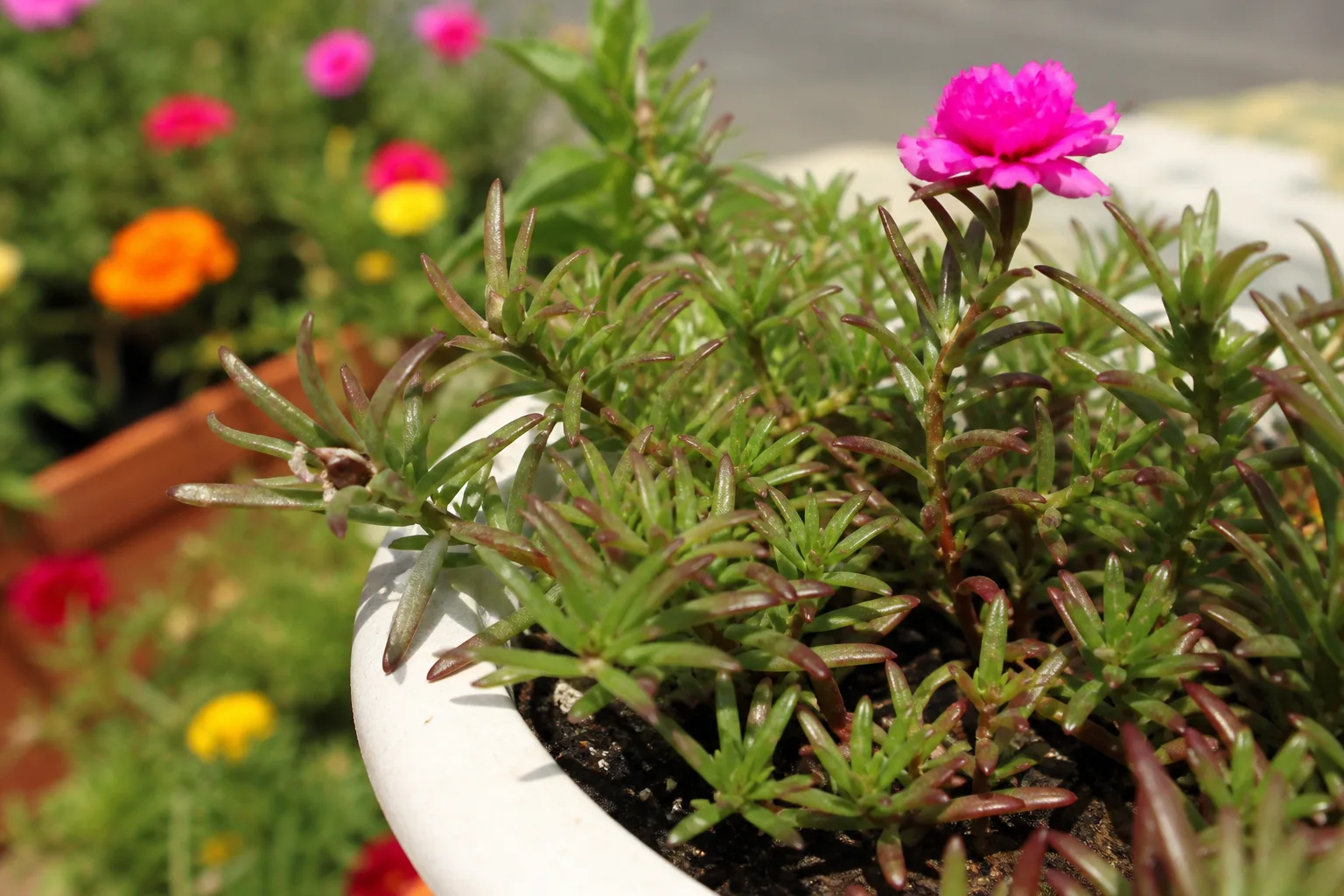 Red Leaves on Portulaca - visible symptom on the plant