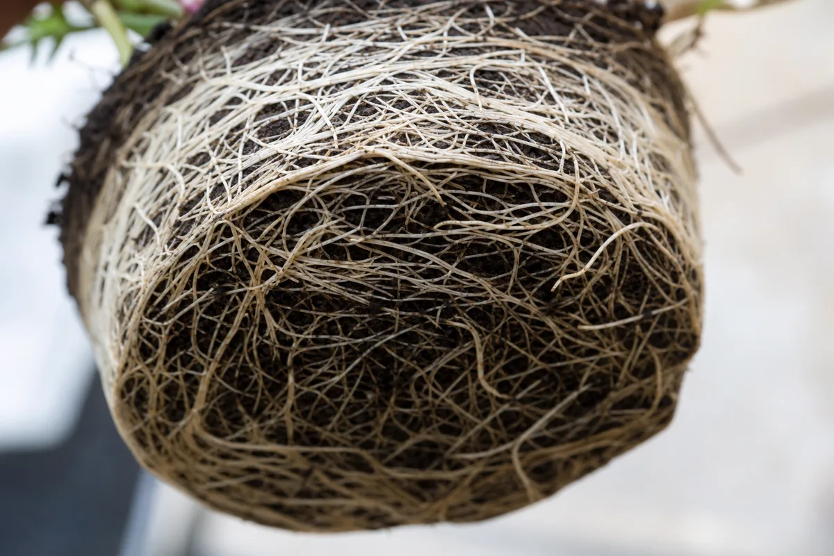 Close-up of Root Bound on Portulaca - diagnostic detail