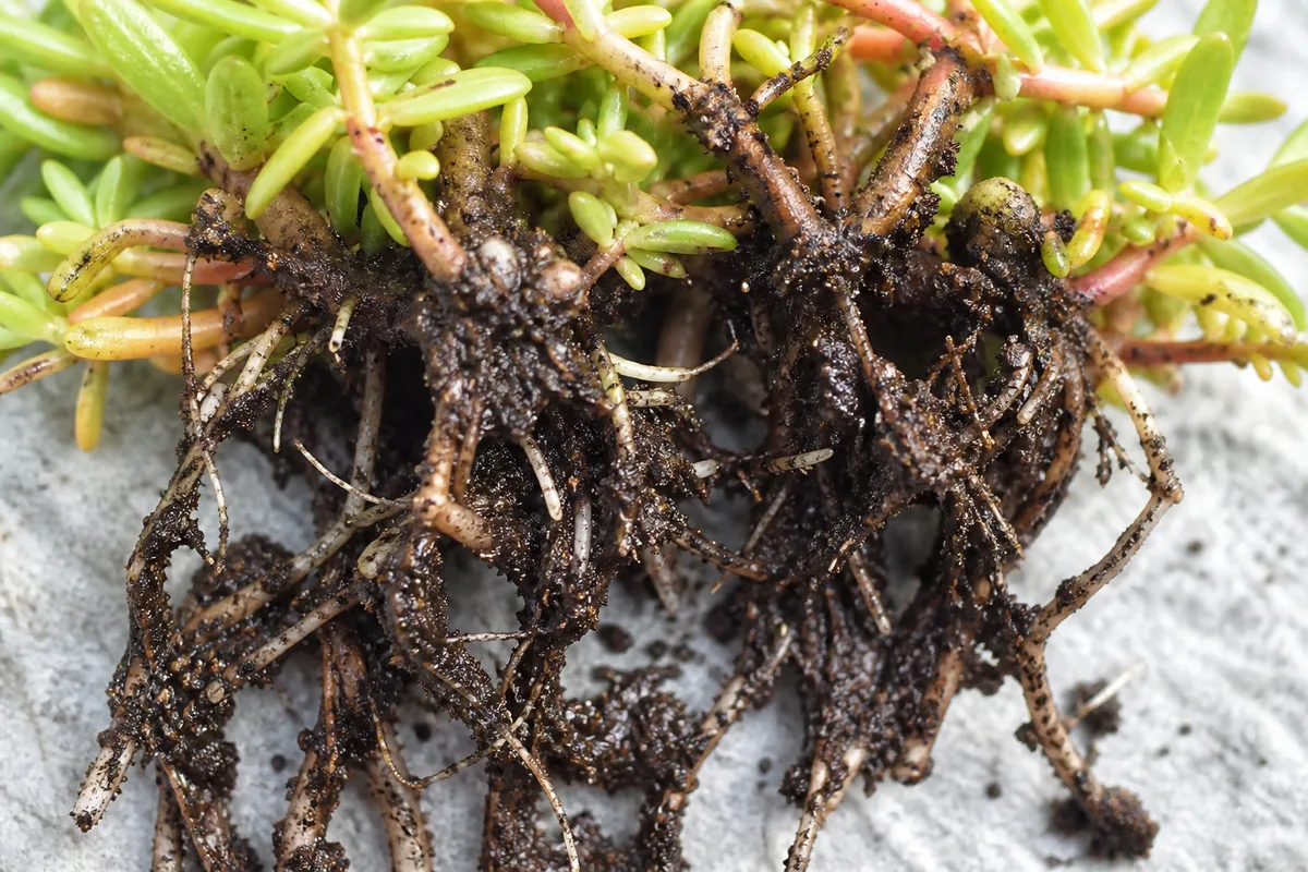 Close-up of Root Rot on Portulaca - diagnostic detail