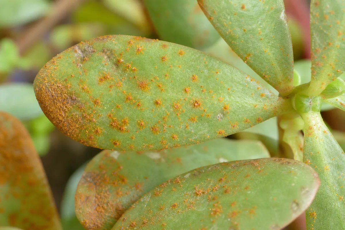 Close-up of Rust Disease on Portulaca - diagnostic detail