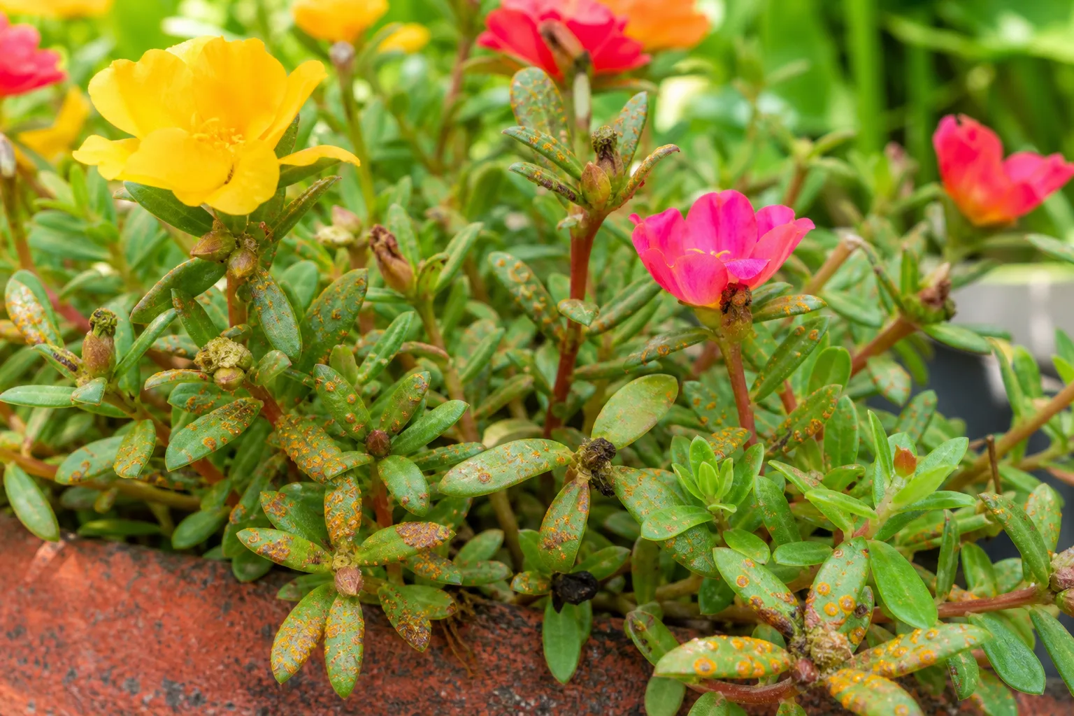 Rust Disease on Portulaca - visible symptom on the plant