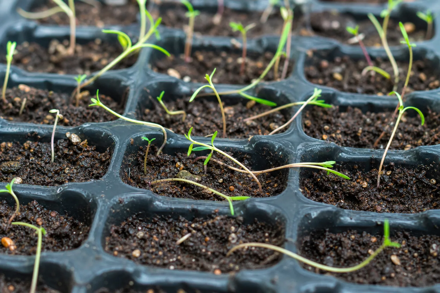 Seedlings Falling Over on Portulaca - visible symptom on the plant