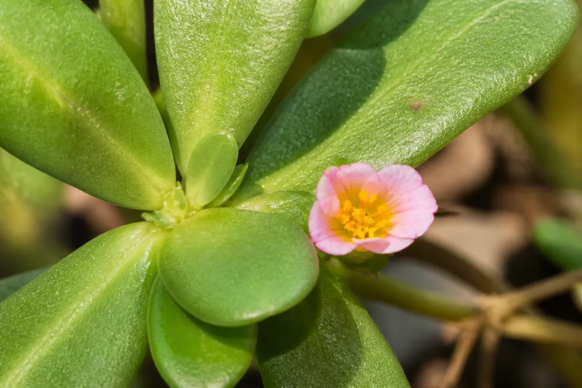 Close-up of Small Flowers on Portulaca - diagnostic detail