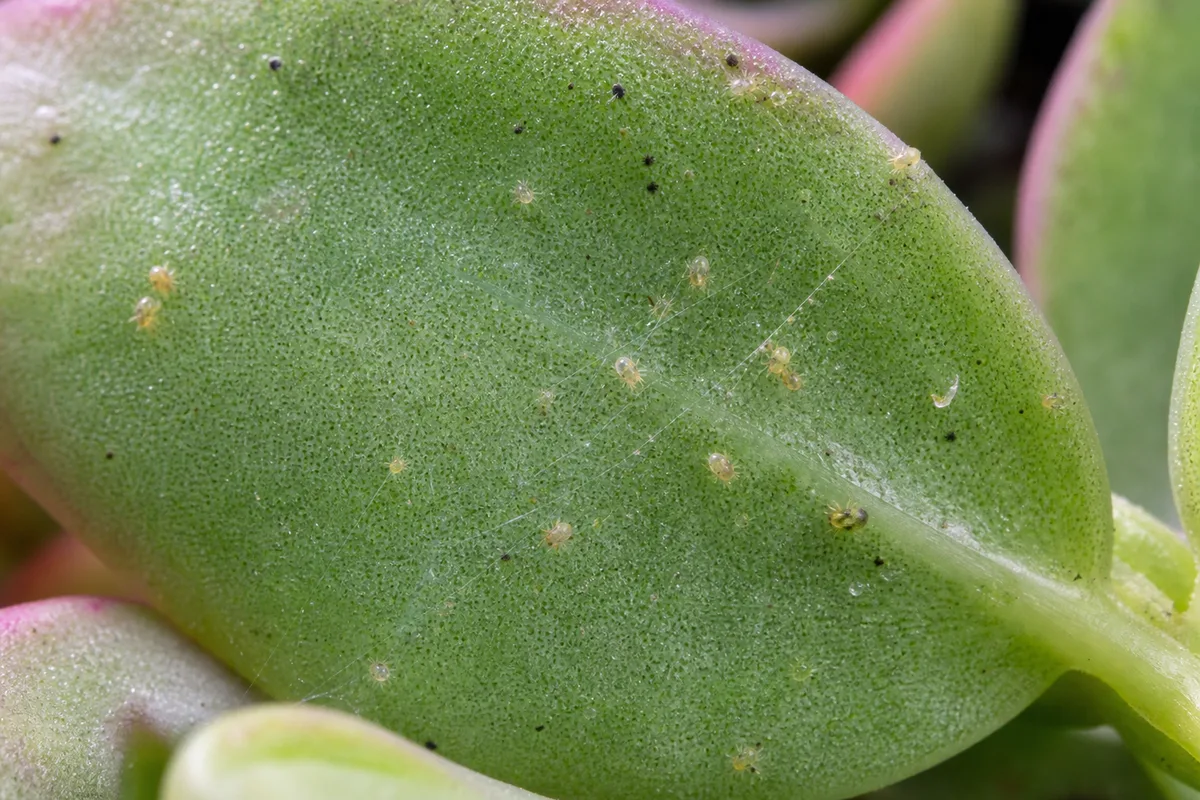 Close-up of Spider Mites on Portulaca - diagnostic detail