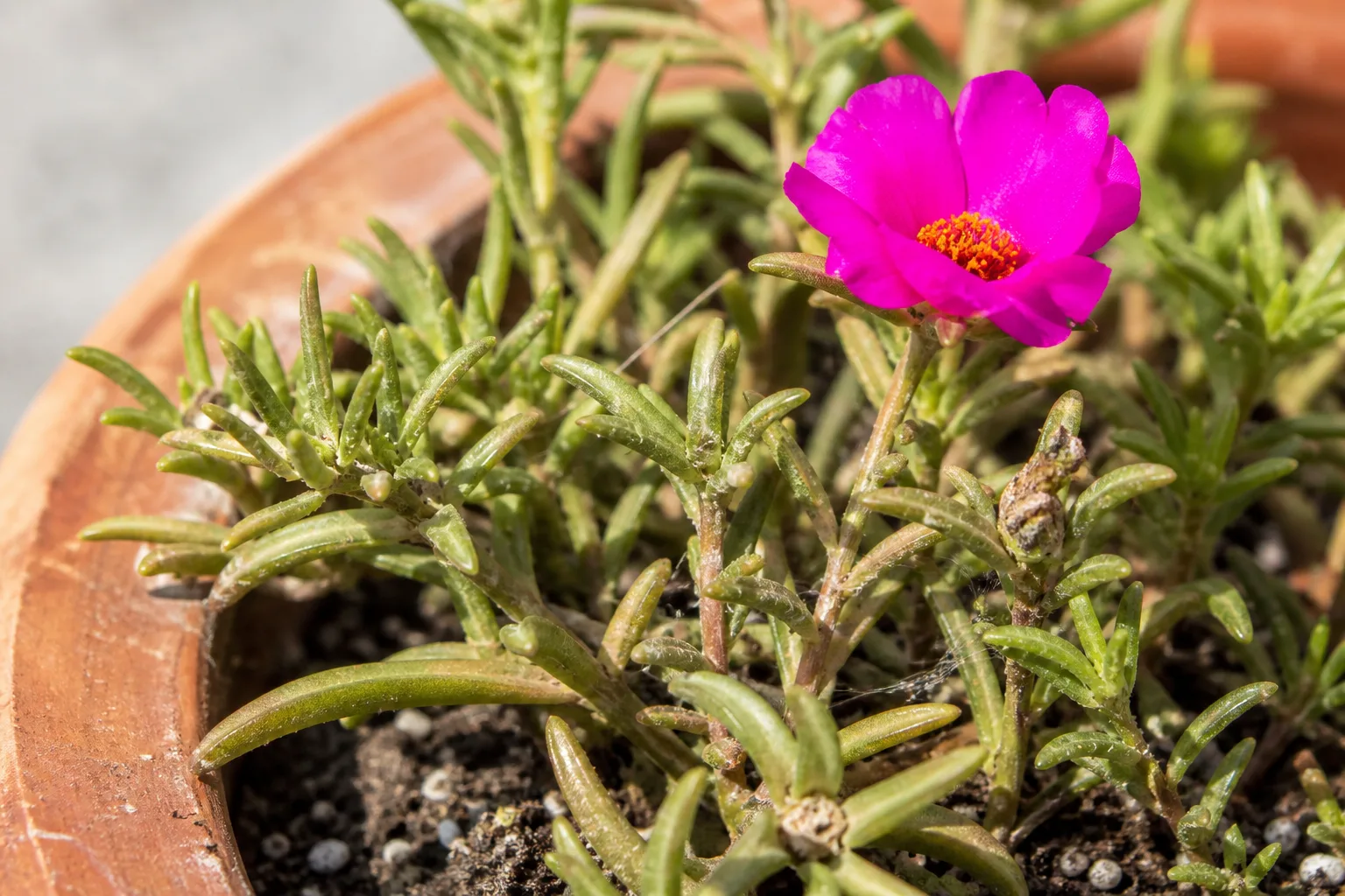 Spider Mites on Portulaca - visible symptom on the plant