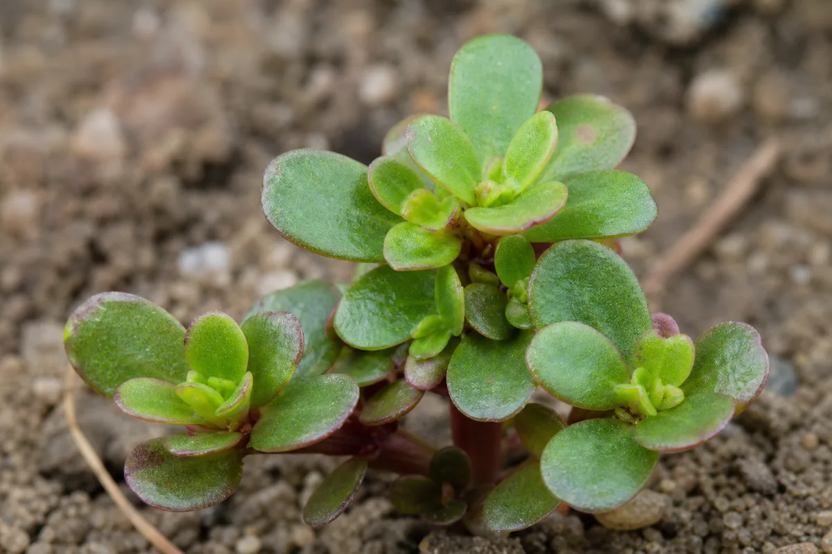 Close-up of Stunted Growth on Portulaca - diagnostic detail
