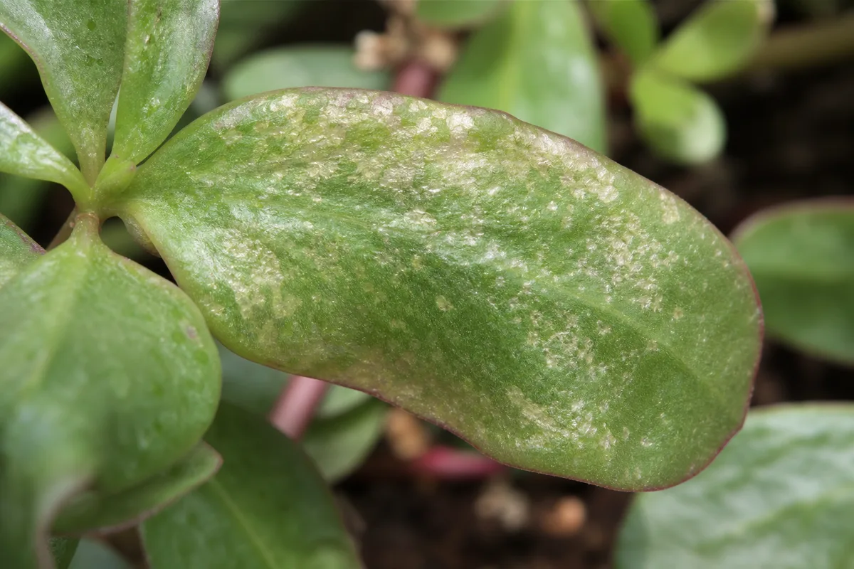 Close-up of Thrips on Portulaca - diagnostic detail