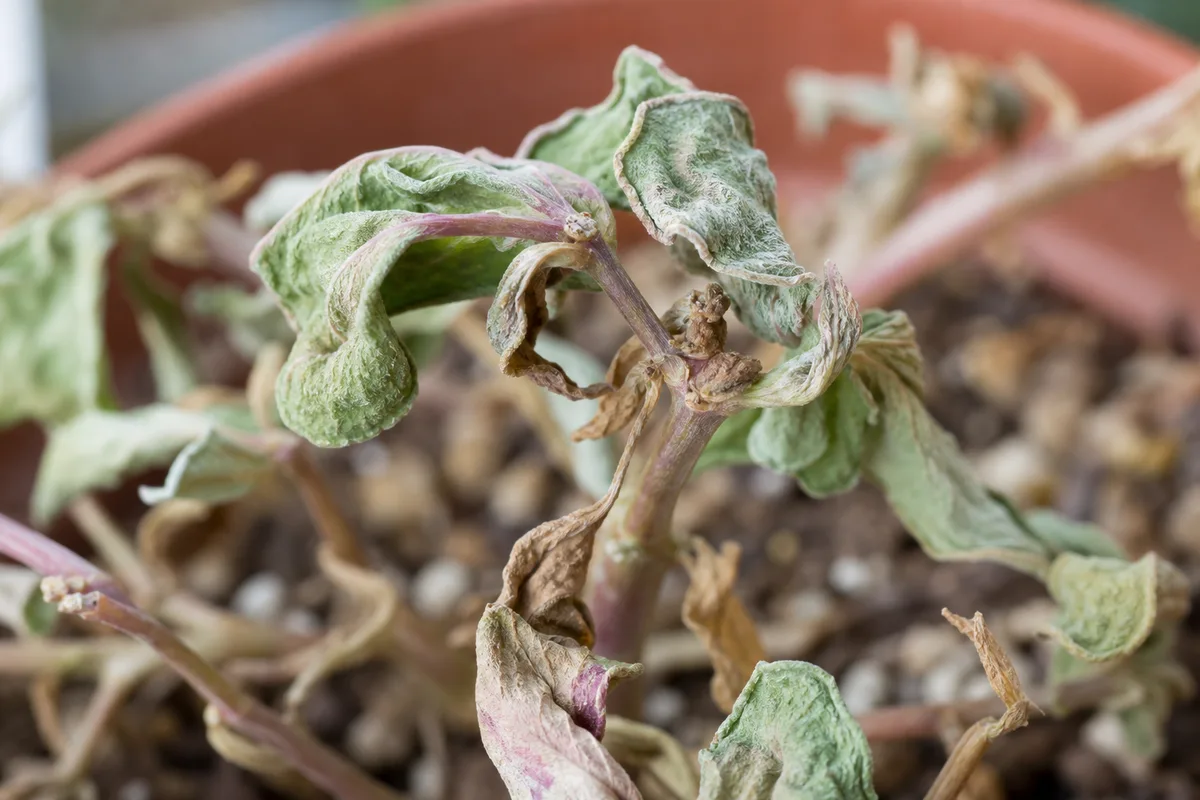 Close-up of Underwatering on Portulaca - diagnostic detail