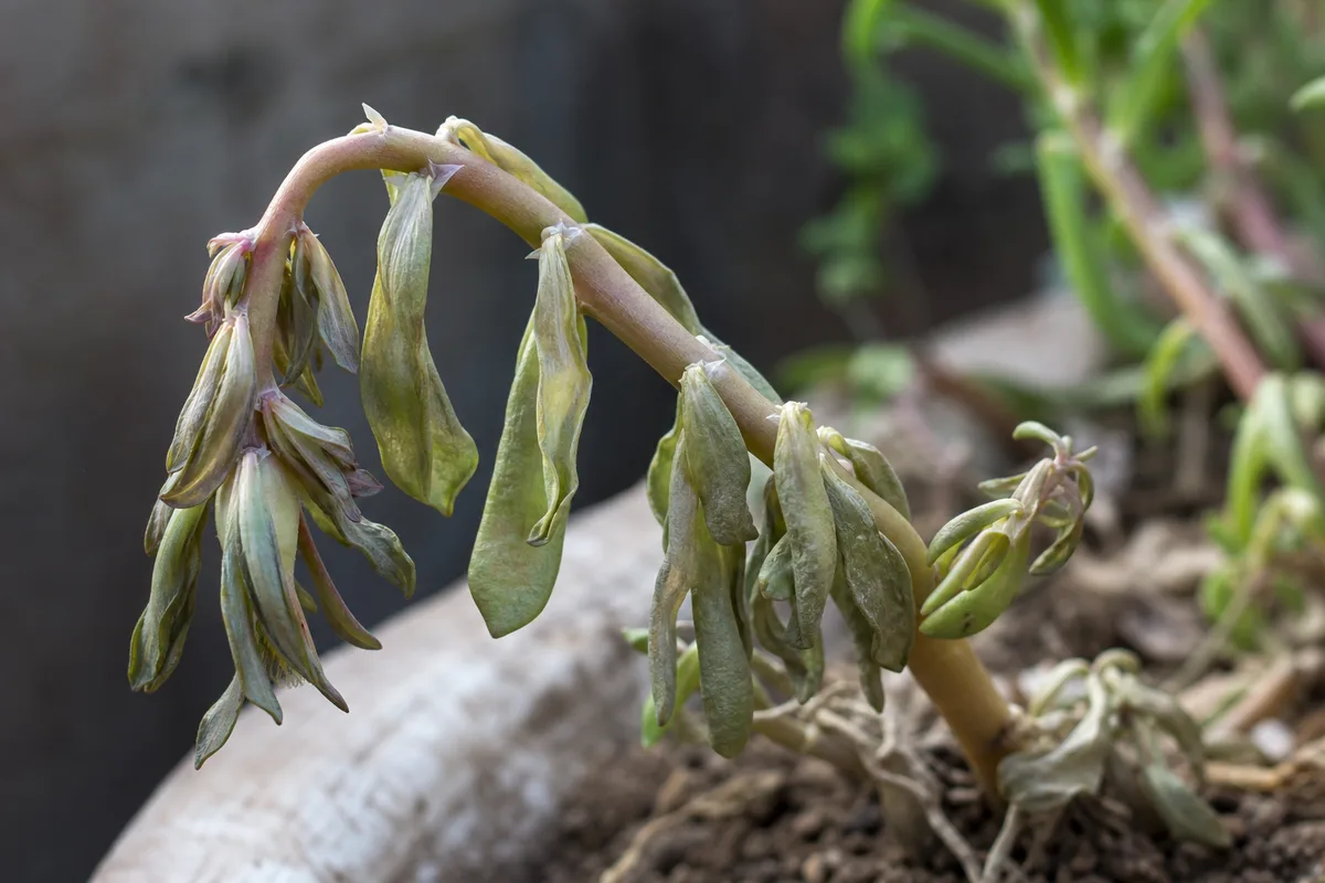 Close-up of Wilting on Portulaca - diagnostic detail