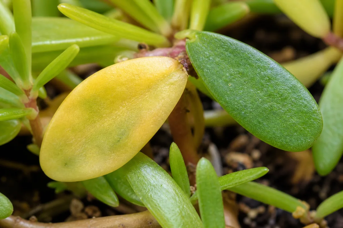 Close-up of Yellow Leaves on Portulaca - diagnostic detail