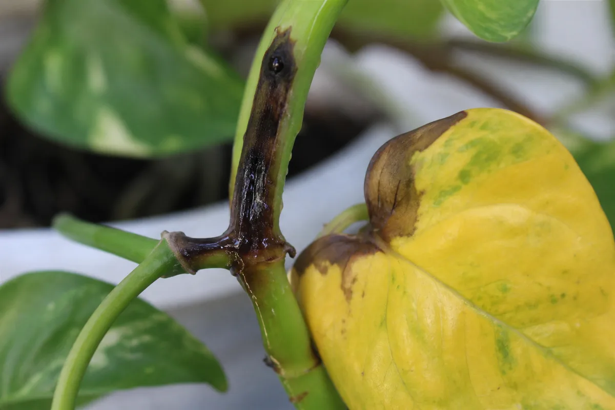 Close-up of Bacterial Wilt on Pothos - diagnostic detail