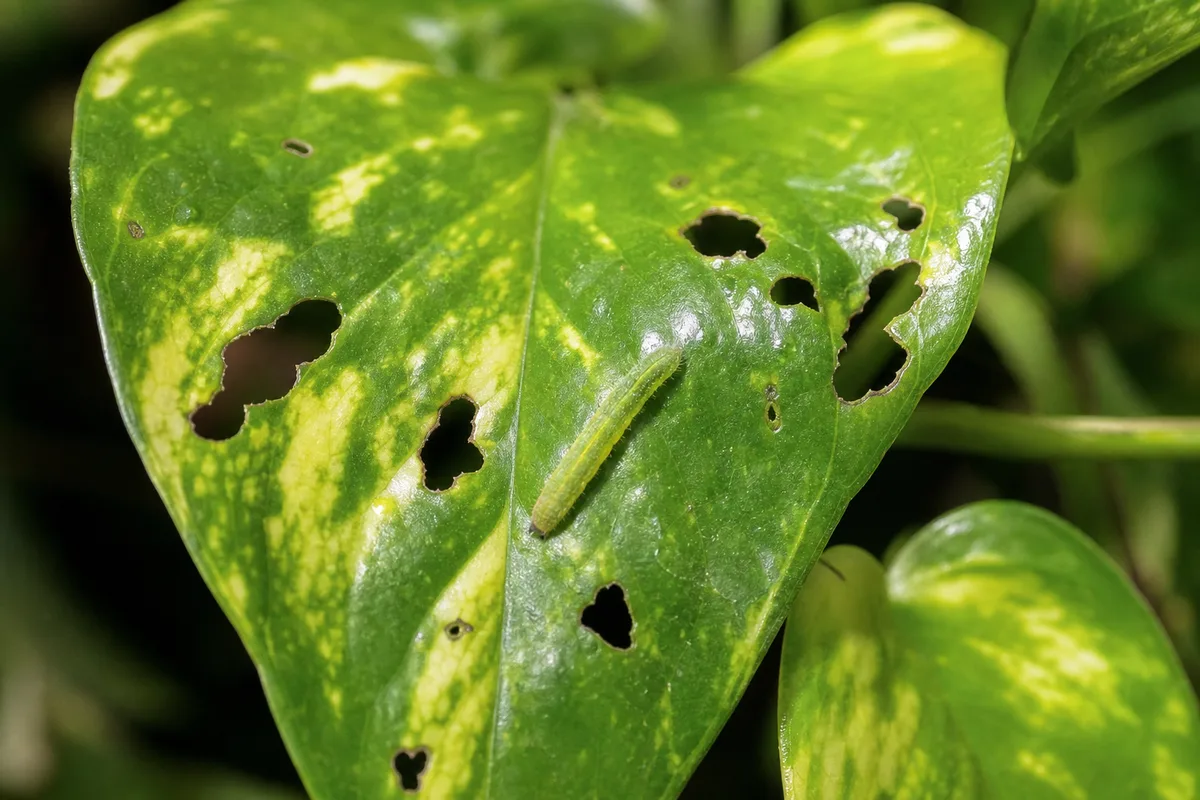 Close-up of Caterpillars on Pothos - diagnostic detail