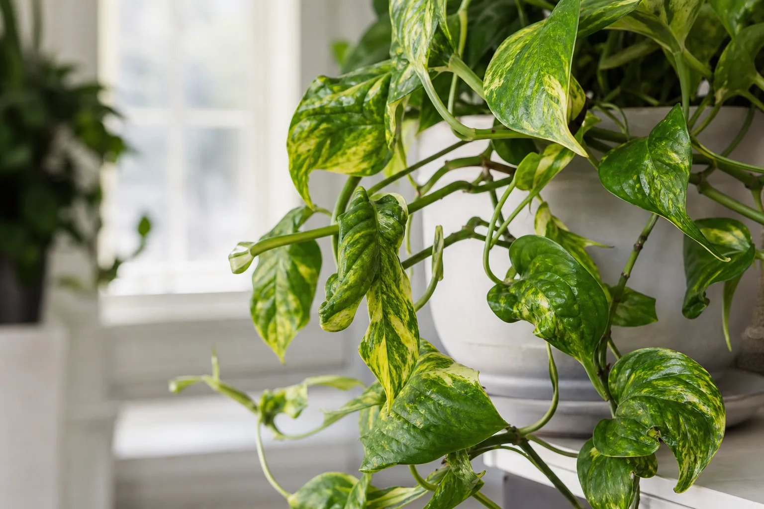 Distorted Leaves on Pothos - visible symptom on the plant