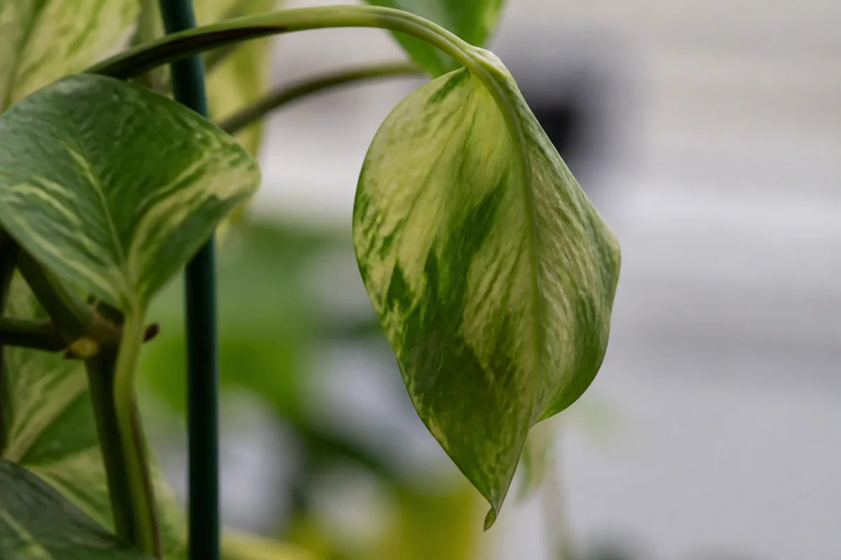 Close-up of Drooping Leaves on Pothos - diagnostic detail