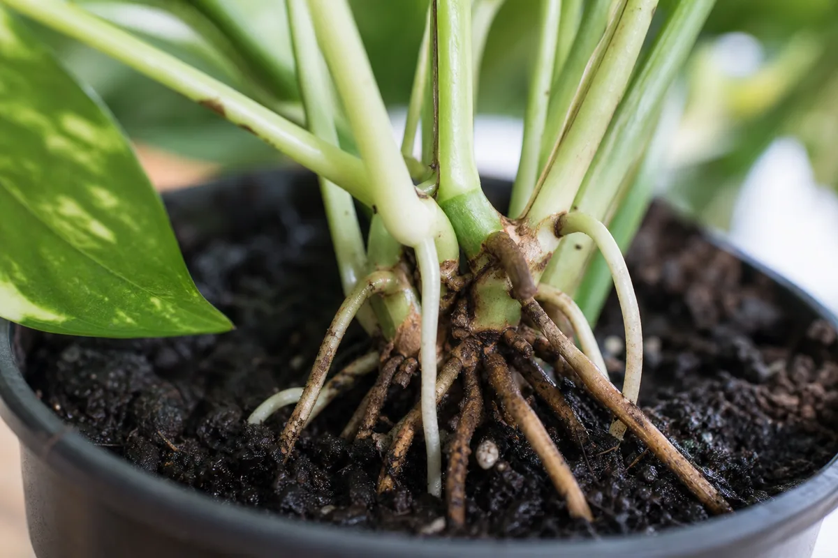 Close-up of Exposed Roots on Pothos - diagnostic detail