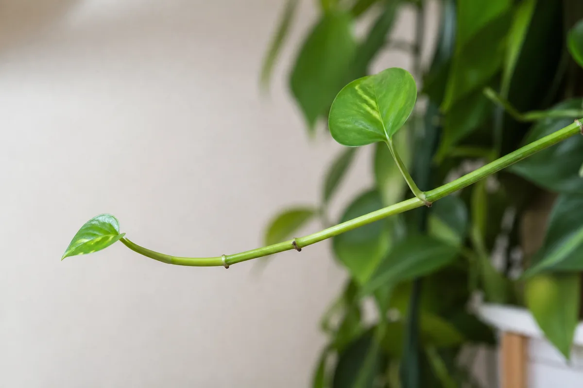 Close-up of Leggy Growth on Pothos - diagnostic detail