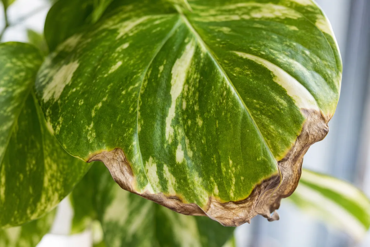 Close-up of Low Humidity on Pothos - diagnostic detail