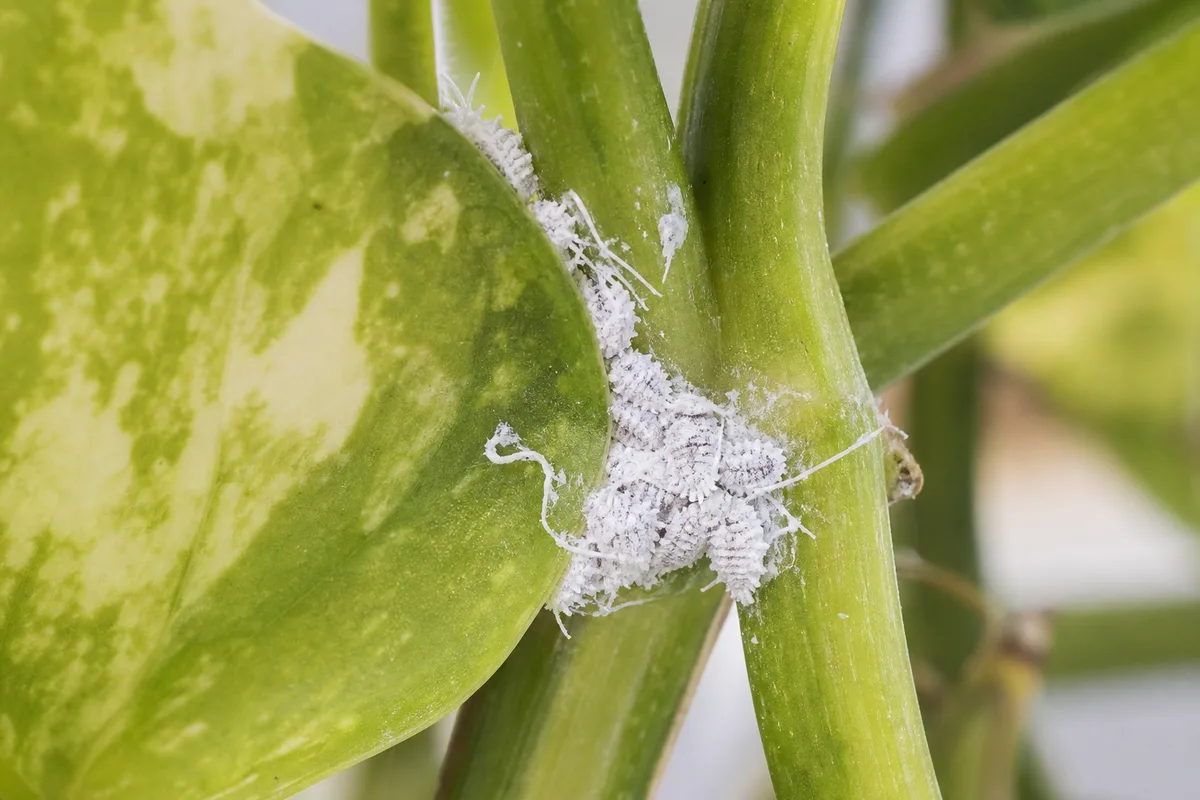 White cottony mealybug clusters on a pothos stem for indoor pest identification