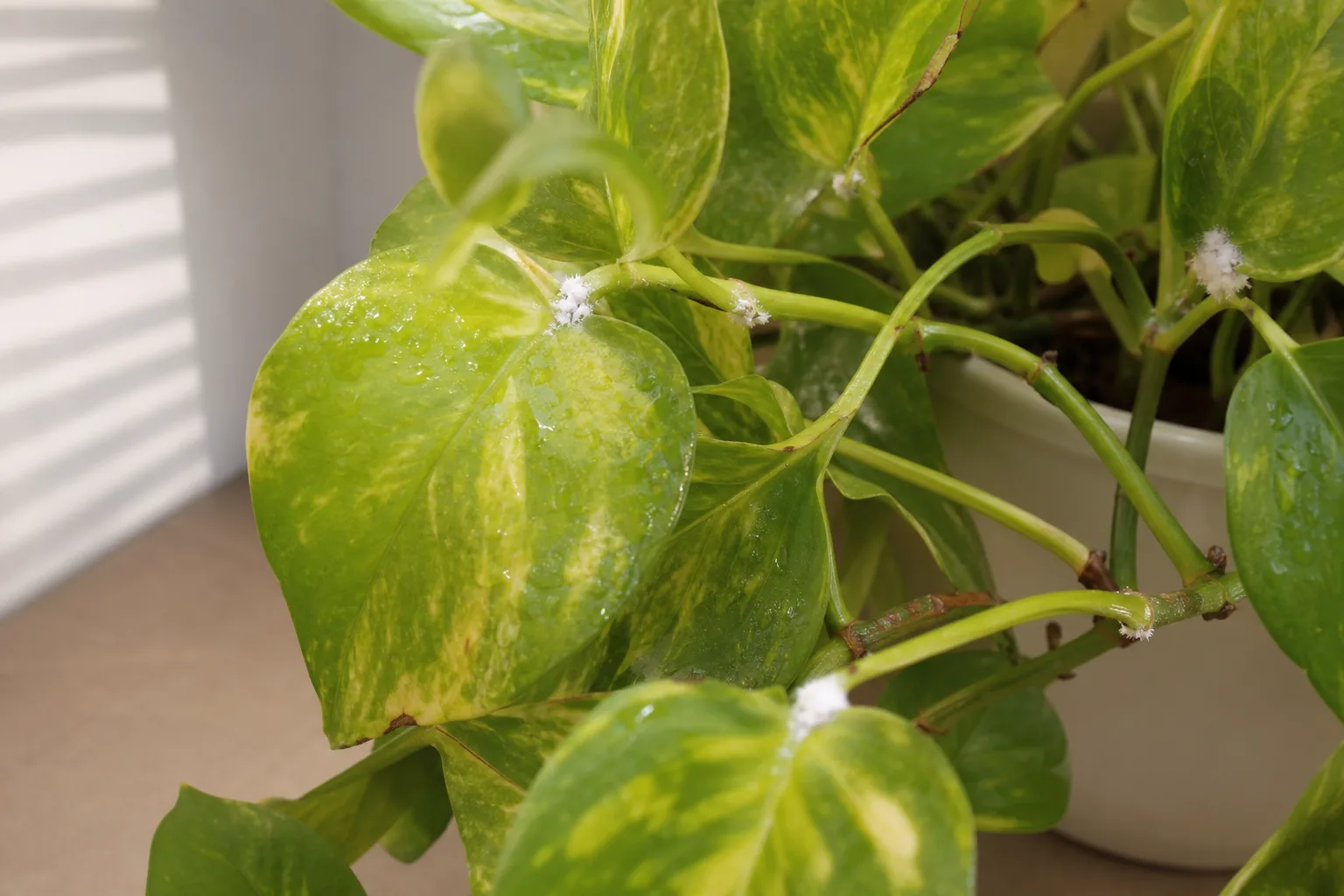 Mealybugs on Pothos - visible symptom on the plant