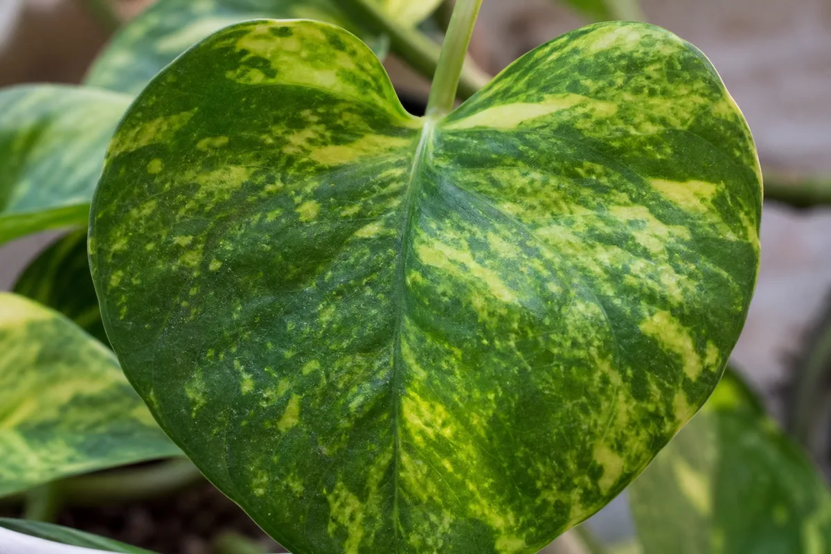 Irregular mottling and distortion on pothos new growth when viral disease is suspected