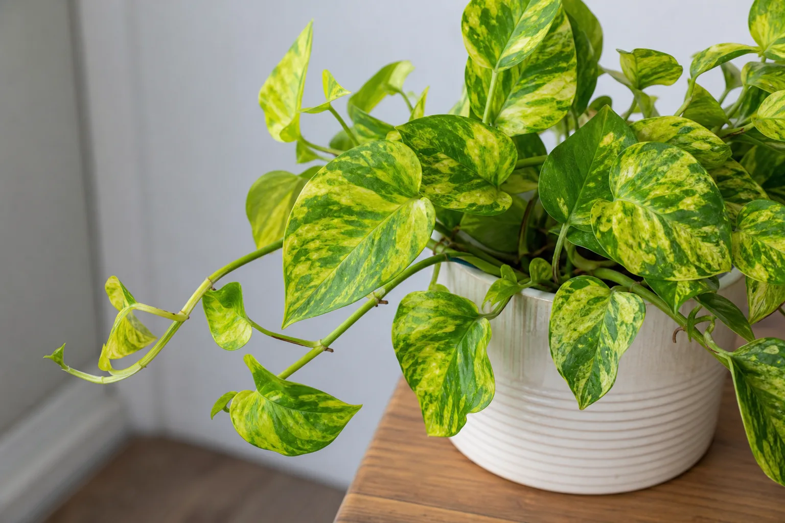 Mosaic Virus on Pothos - visible symptom on the plant