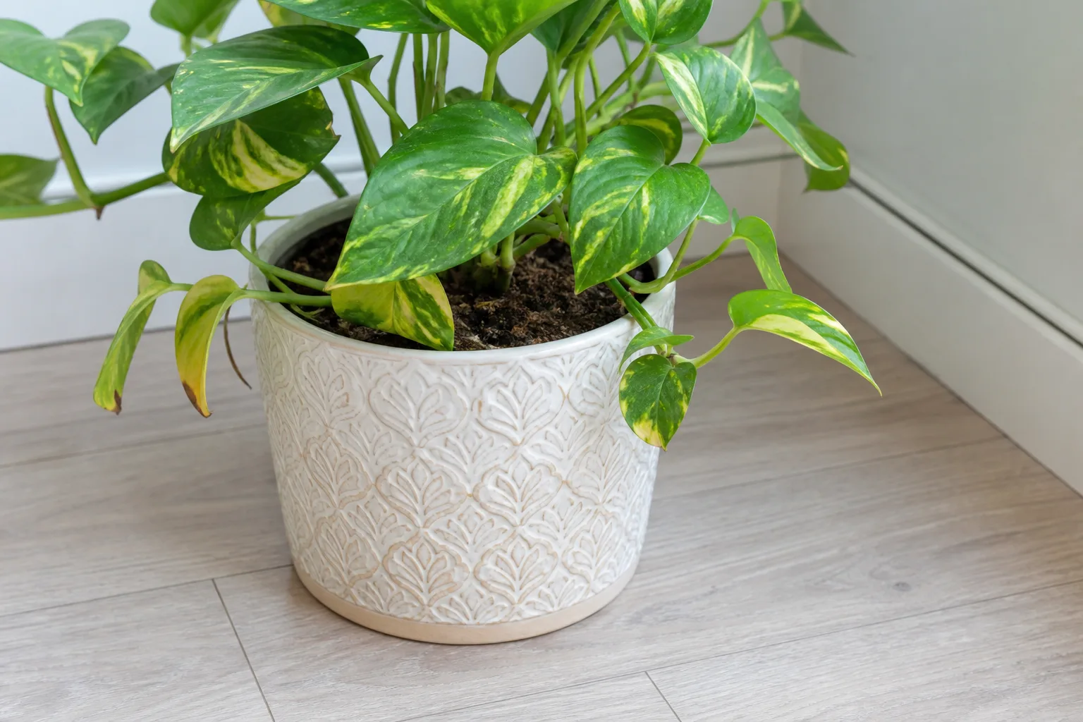 No Drainage Hole on Pothos - visible symptom on the plant