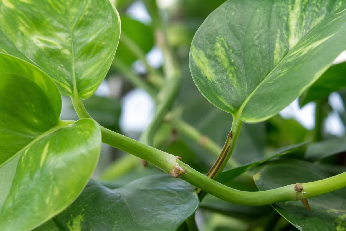 Close-up of No Flowers on Pothos - diagnostic detail