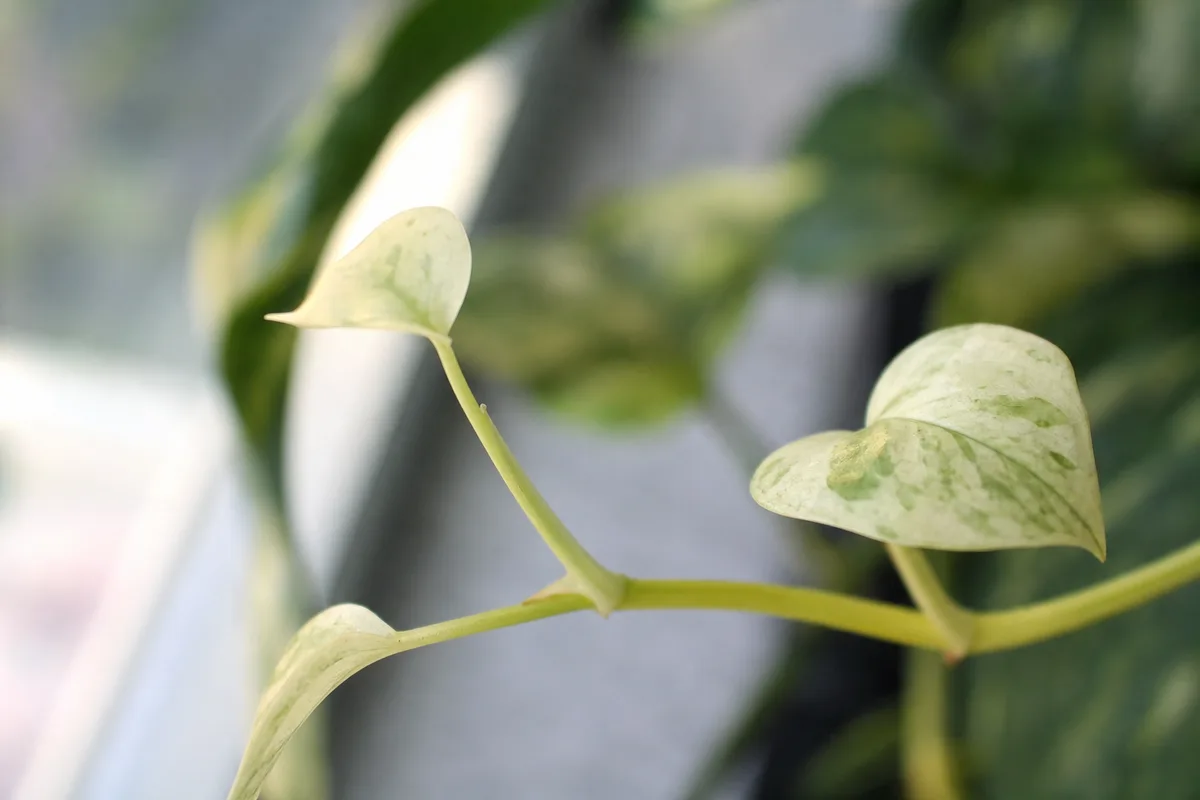 Golden pothos with elongated internodes and pale new leaves from insufficient indoor light