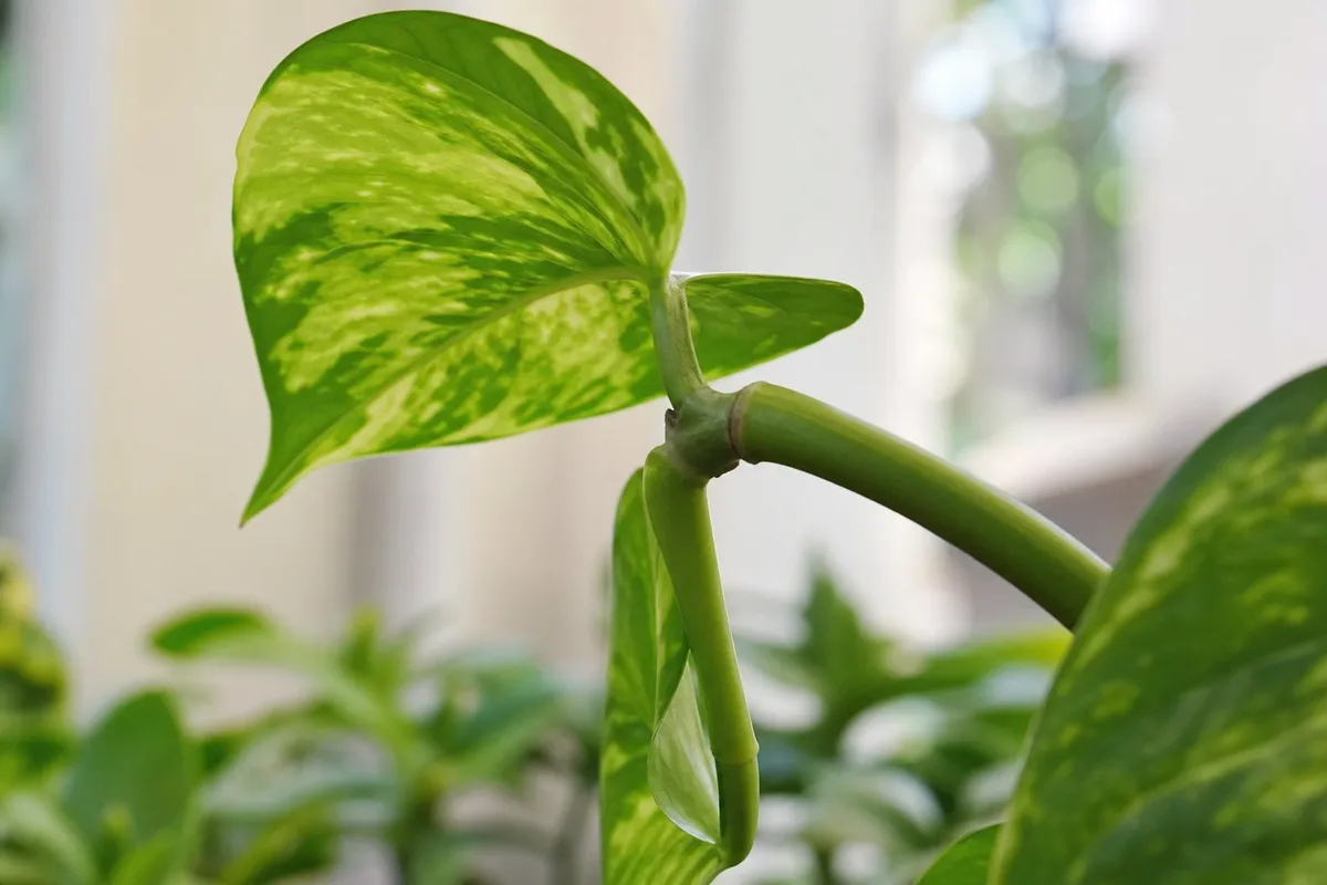 Close-up of Plant Leaning on Pothos - diagnostic detail