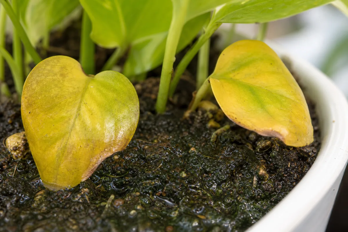 Best Soil Pot And Drainage Setup for best soil, pot, and drainage setup