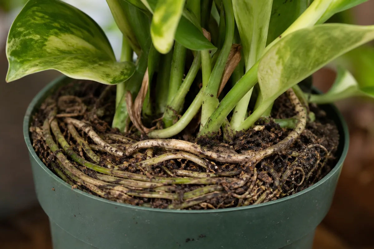 Close-up of Pot Too Small on Pothos - diagnostic detail