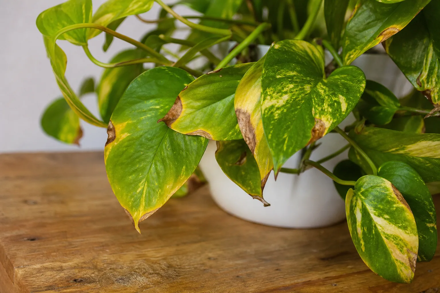 Potassium Deficiency on Pothos - visible symptom on the plant