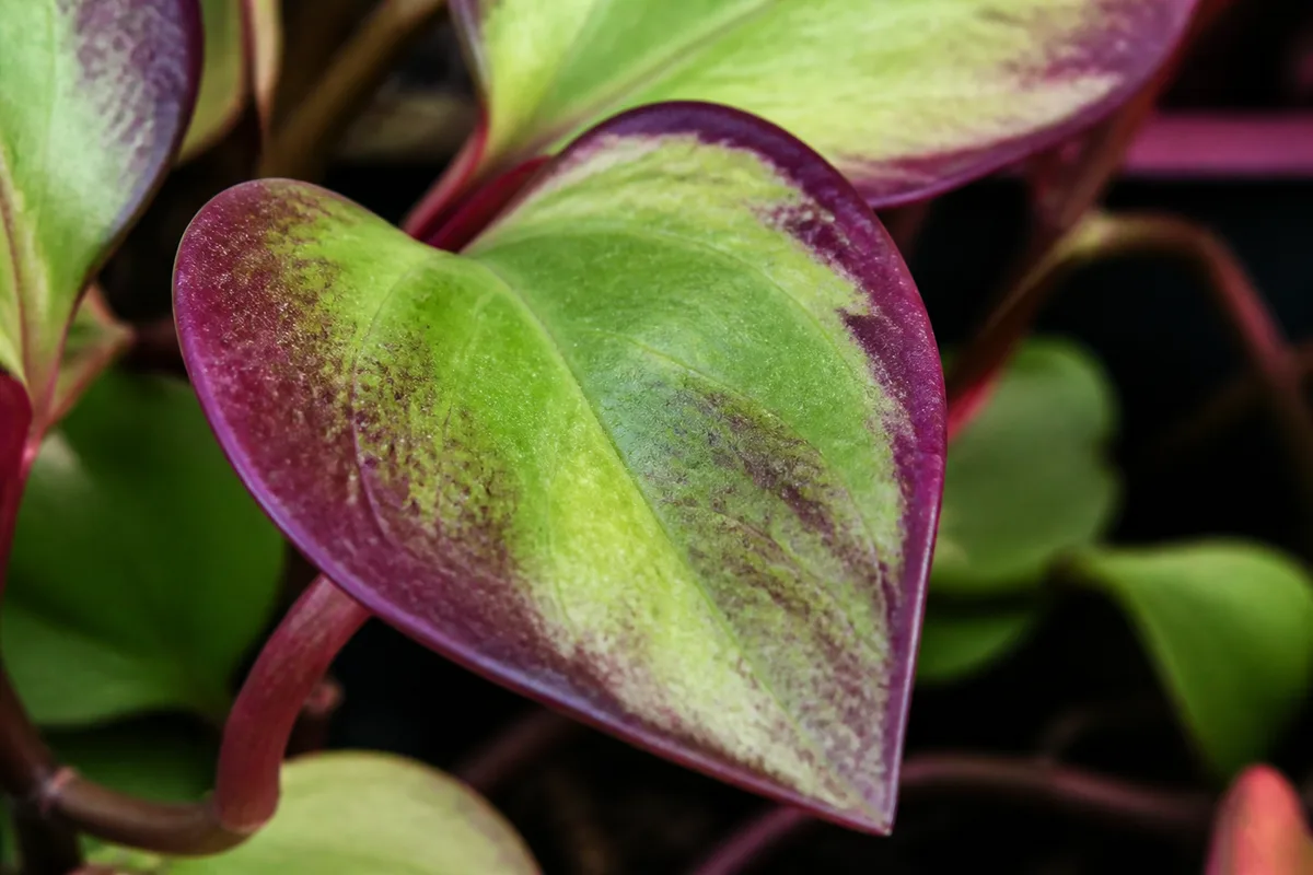 Close-up of Purple Leaves on Pothos - diagnostic detail