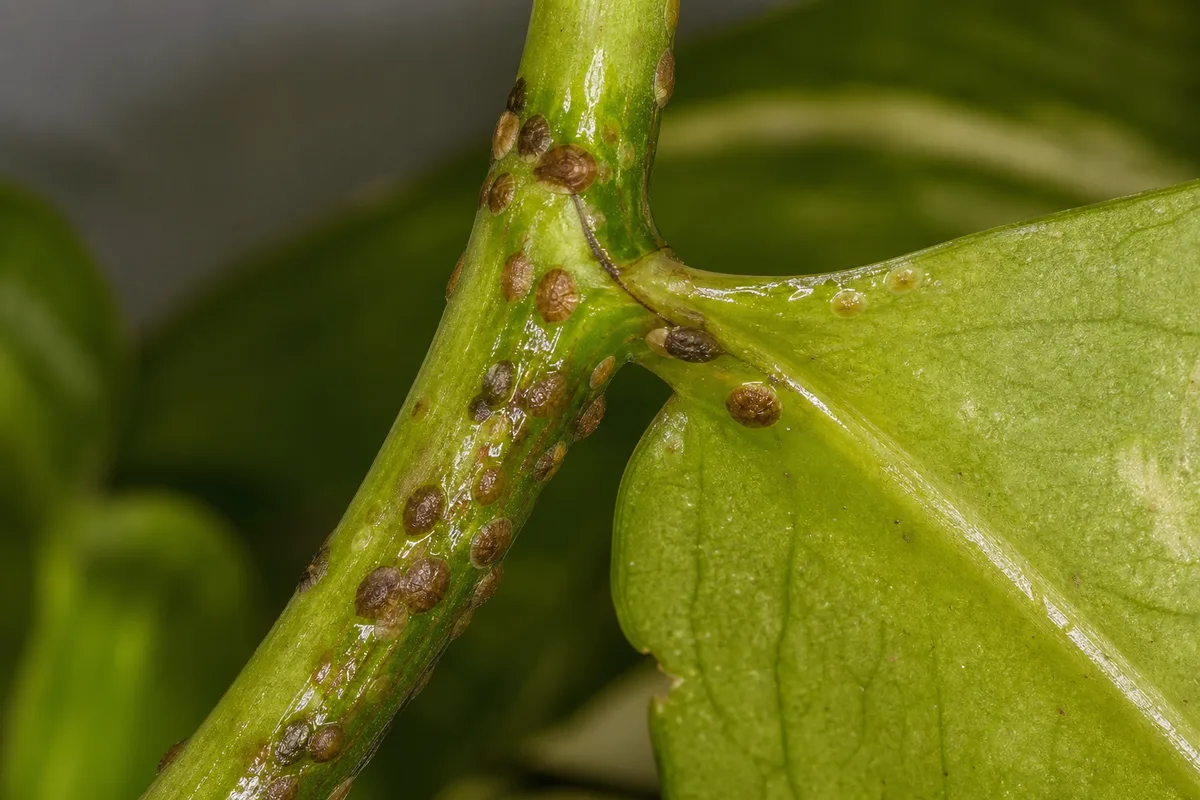 Brown scale insect bumps attached along a pothos stem