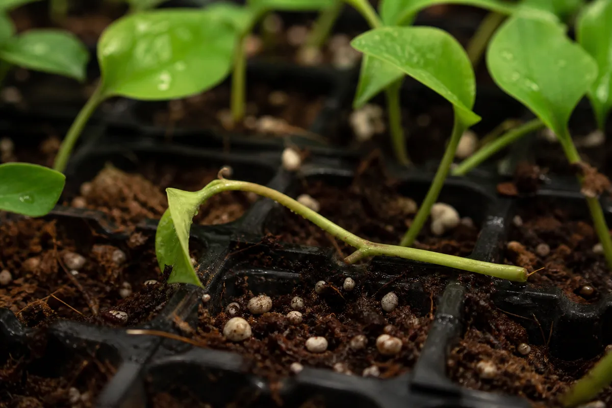 Close-up of Seedlings Falling Over on Pothos - diagnostic detail