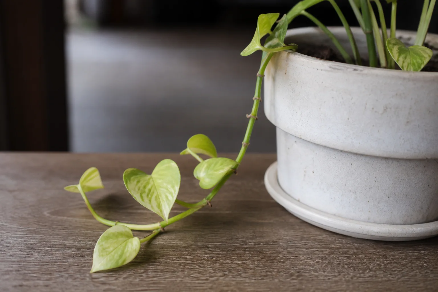 Slow Growth on Pothos - visible symptom on the plant