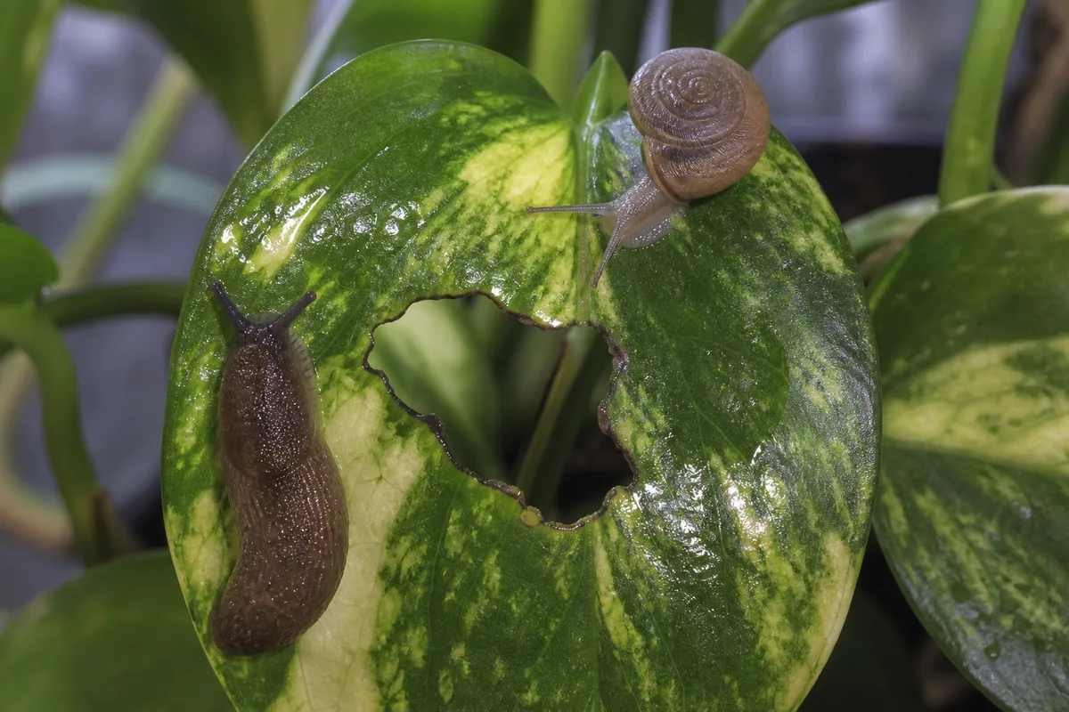 Close-up of Slugs and Snails on Pothos - diagnostic detail