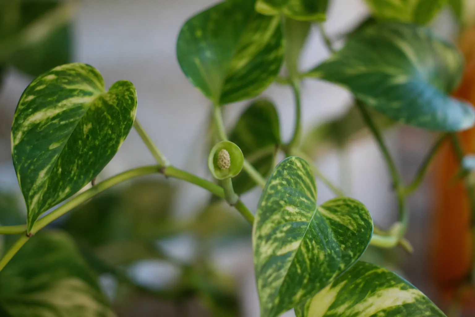 Small Flowers on Pothos - visible symptom on the plant