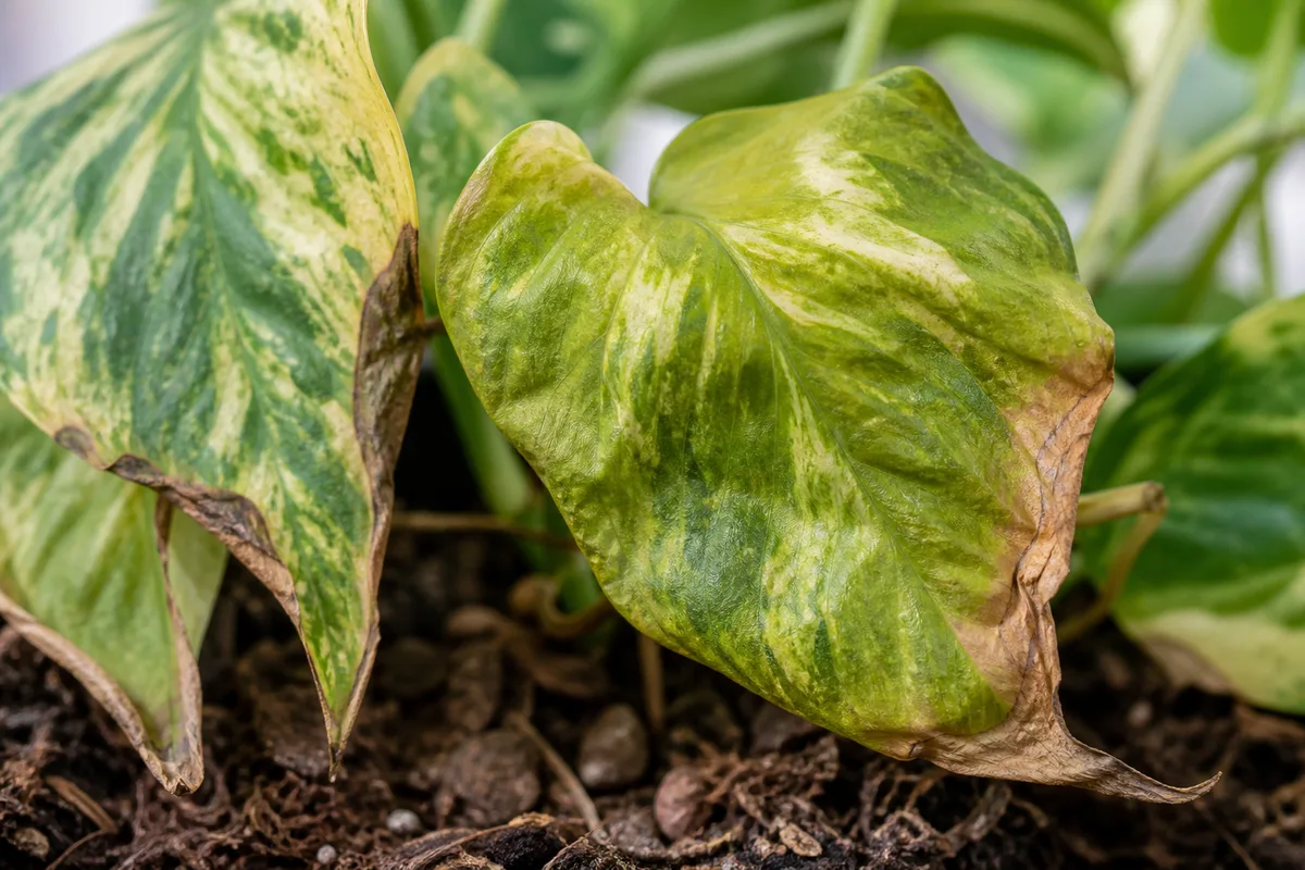 Close-up of Underwatering on Pothos - diagnostic detail