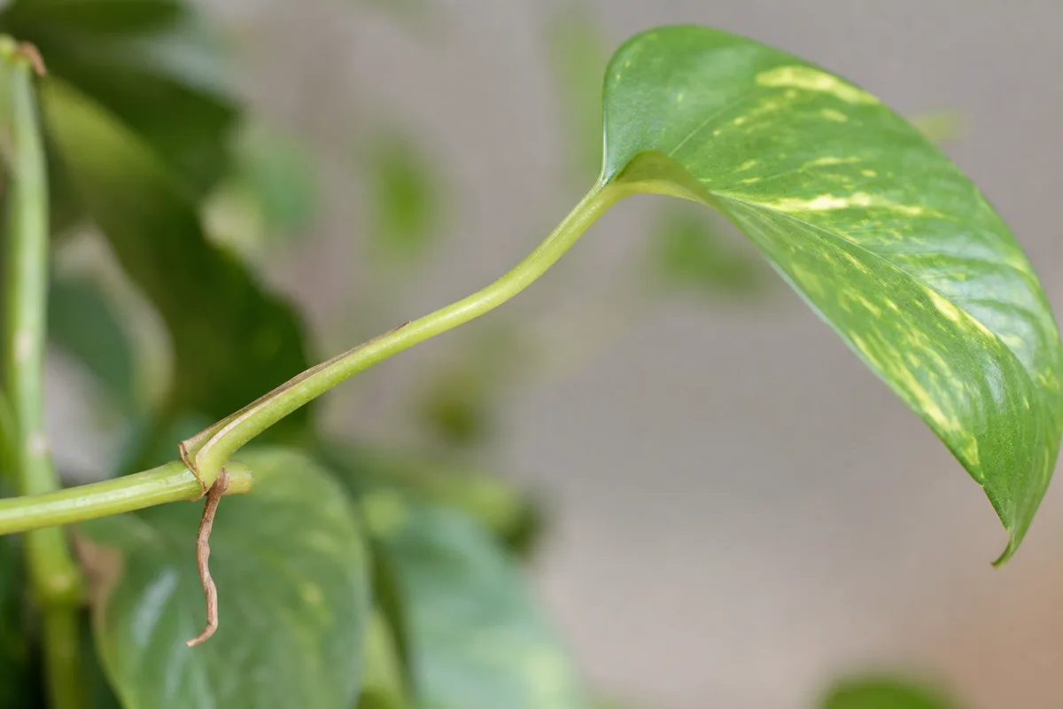 Close-up of Weak Stems on Pothos - diagnostic detail