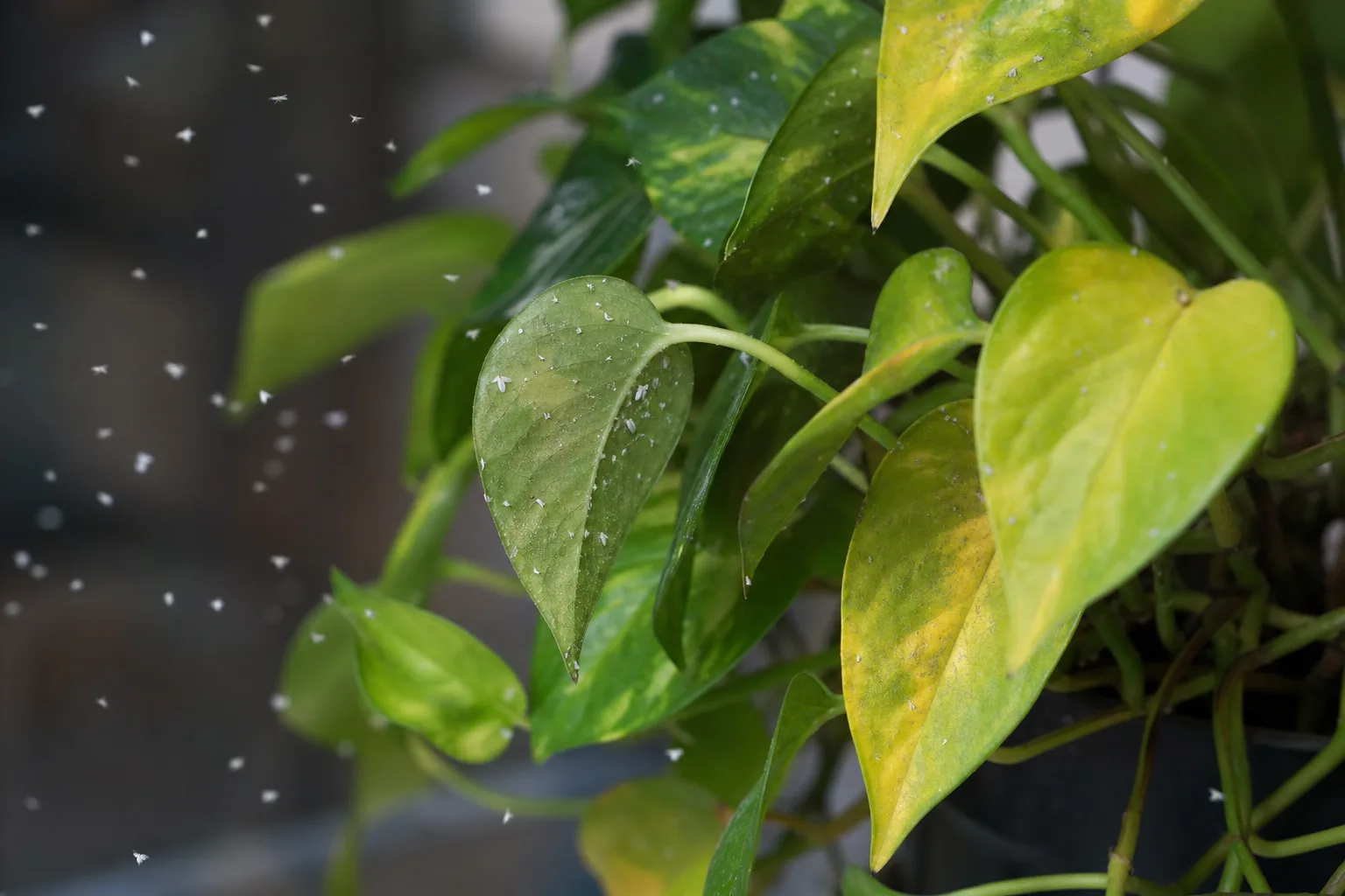 Whiteflies on Pothos - visible symptom on the plant