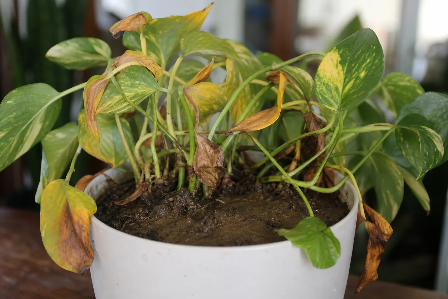 Wrong Soil Mix on Pothos - visible symptom on the plant