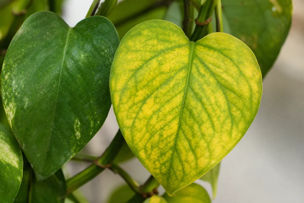 Common Pothos Problems And Fixes for common pothos problems and fixes