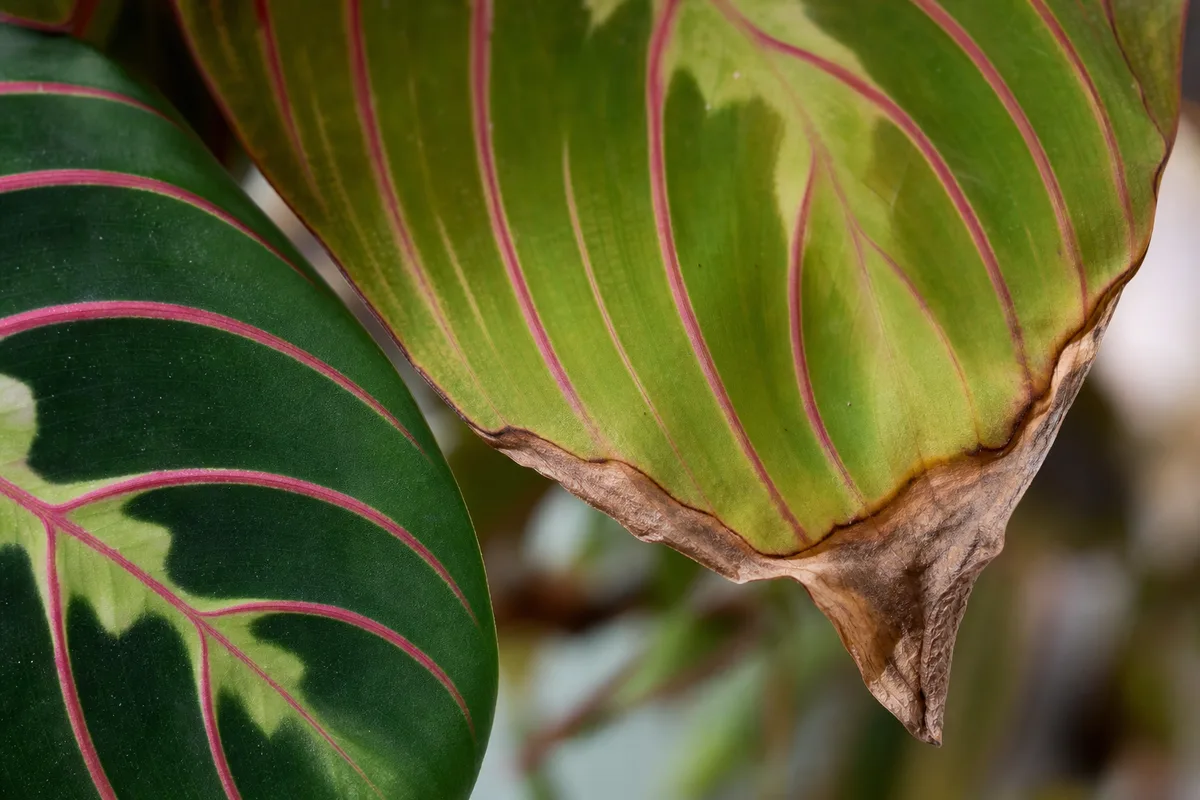 Close-up of Brown Tips on Prayer Plant - diagnostic detail