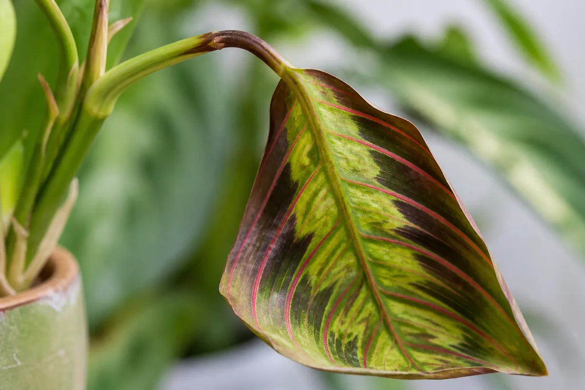 Close-up of Drooping Leaves on Prayer Plant - diagnostic detail