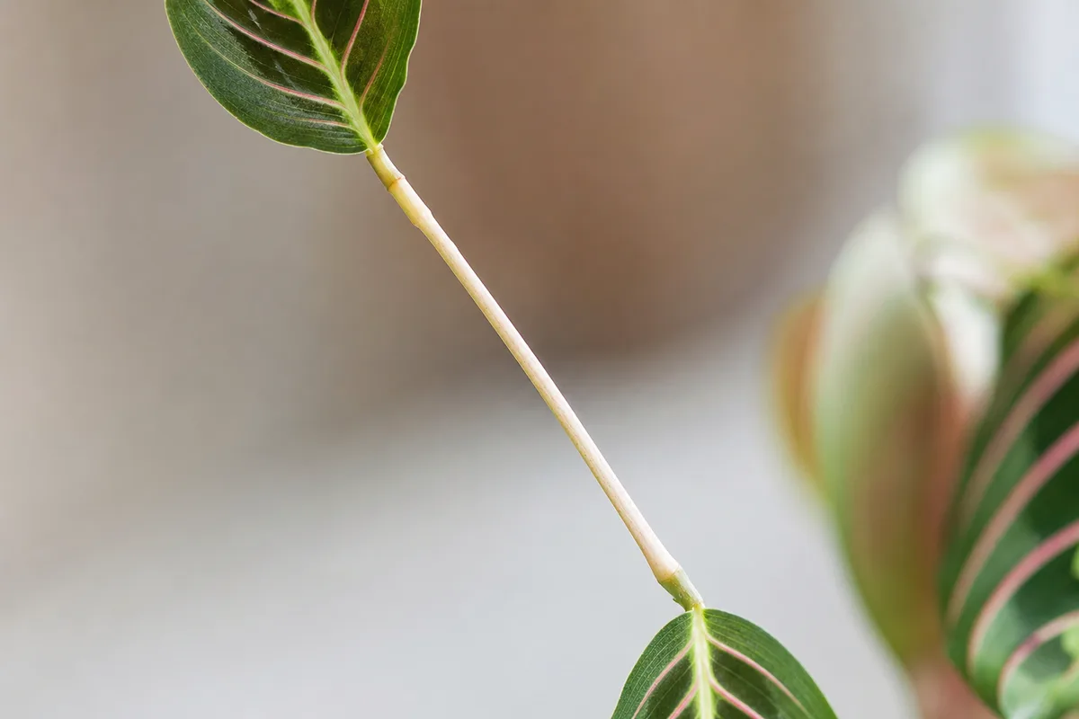 Close-up of Leggy Growth on Prayer Plant - diagnostic detail