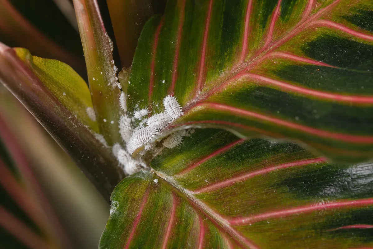 Close-up of Mealybugs on Prayer Plant - diagnostic detail