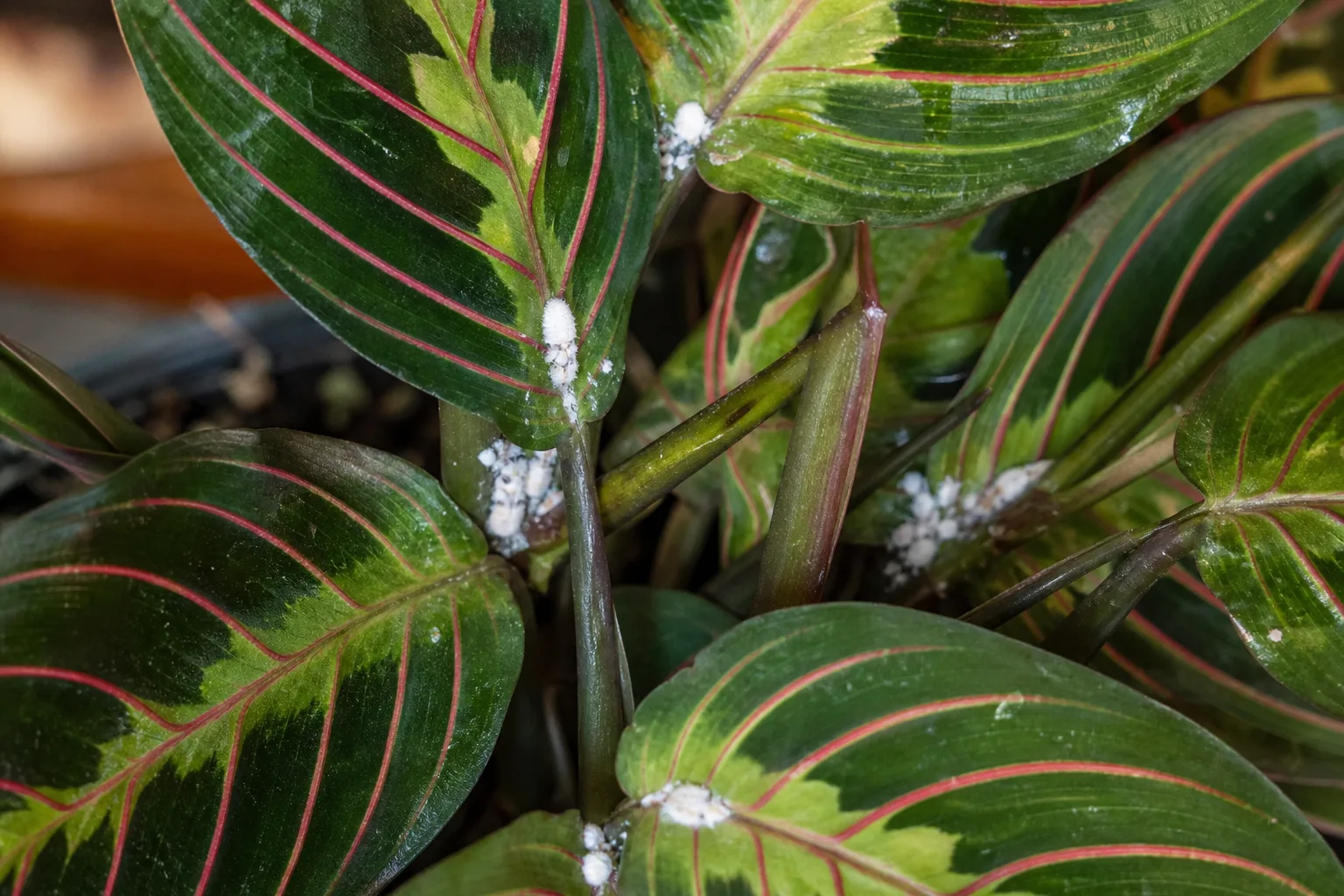 Mealybugs on Prayer Plant - visible symptom on the plant